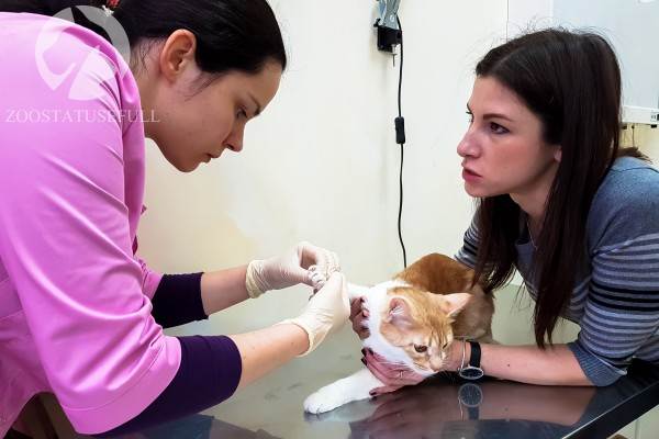 Как понять ветеринара Фото ветеринарные термины