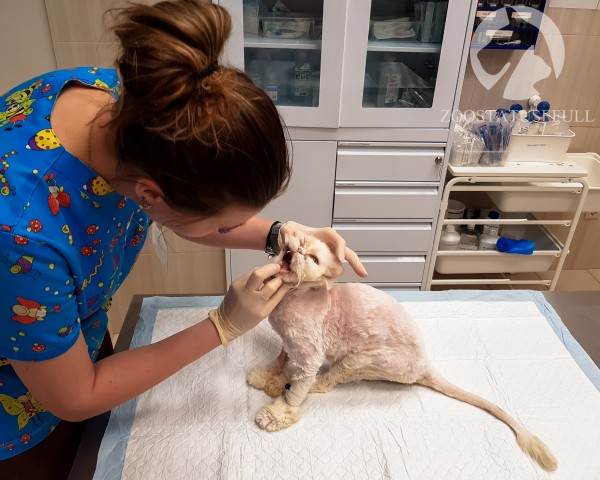 Как понять ветеринара Фото ветеринарные термины