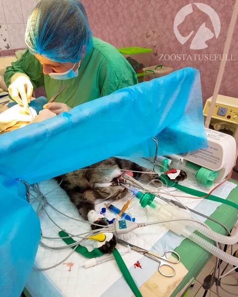 Как понять ветеринара Фото ветеринарные термины