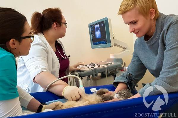 Как понять ветеринара Фото ветеринарные термины