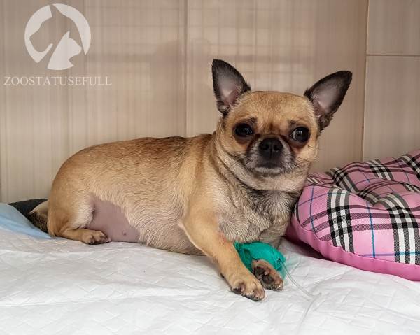 Как понять ветеринара Фото ветеринарные термины