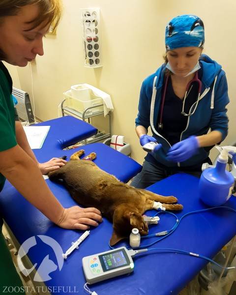 Как понять ветеринара Фото ветеринарные термины