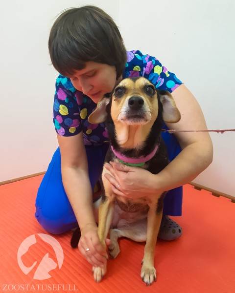 Как понять ветеринара Фото ветеринарные термины