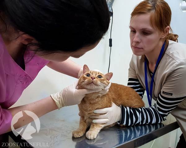 Как понять ветеринара Фото ветеринарные термины