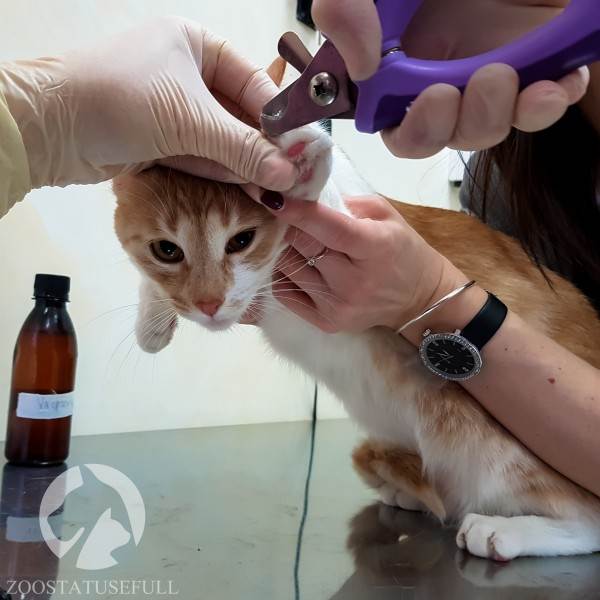 Как понять ветеринара Фото ветеринарные термины