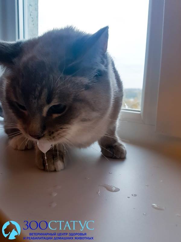 Слюни у кошки Фото