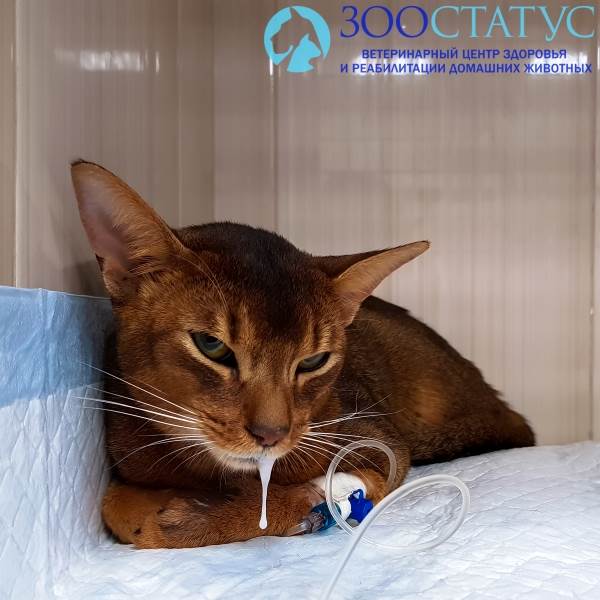 Слюни у кота Фото повышенное слюнотечение у кошек