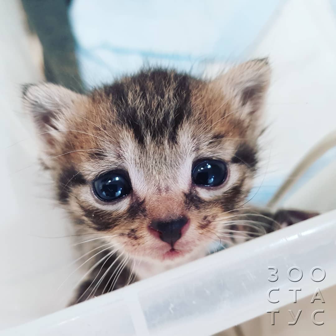 Когда надо менять корм Фото когда нужнo сменить корм кошке или собаке