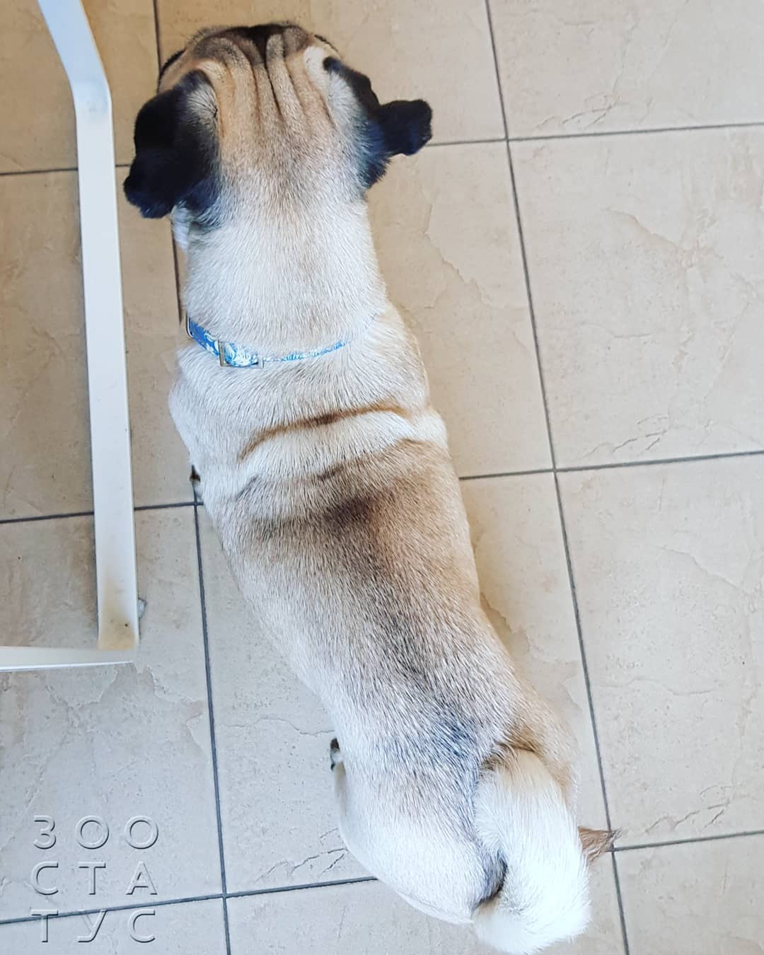 Когда надо менять корм Фото когда нужнo сменить корм кошке или собаке