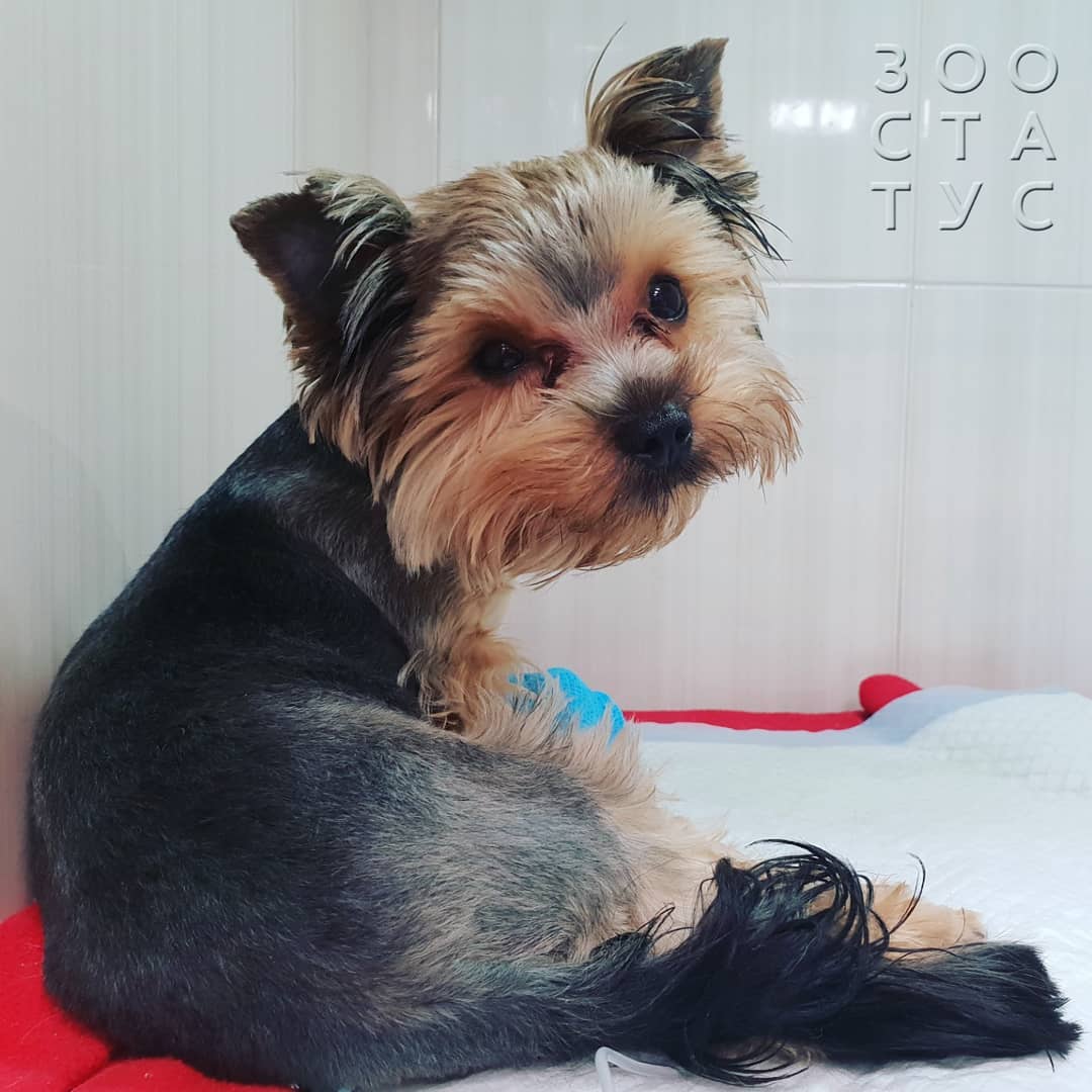 Когда надо менять корм Фото когда нужнo сменить корм кошке или собаке