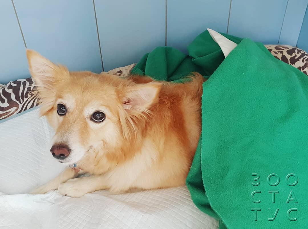 Когда надо менять корм Фото когда нужнo сменить корм кошке или собаке