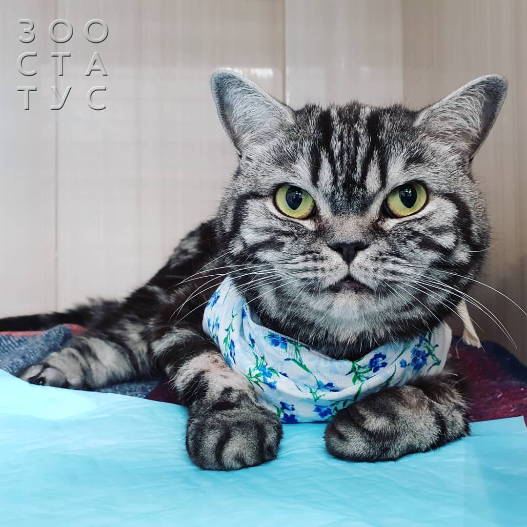 Когда надо менять корм Фото когда нужнo сменить корм кошке или собаке