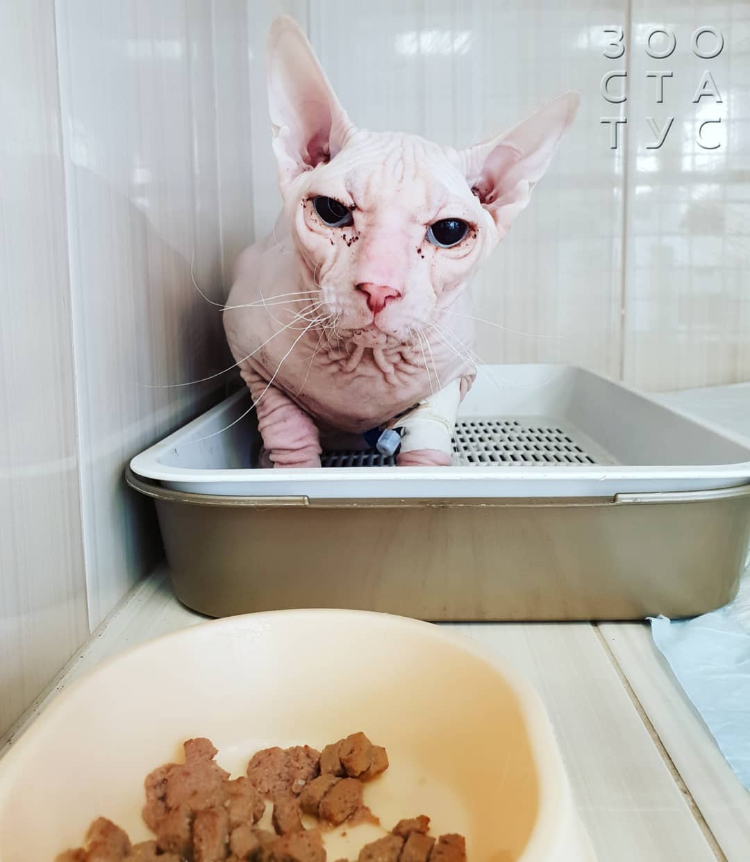 Когда надо менять корм Фото когда нужнo сменить корм кошке или собаке