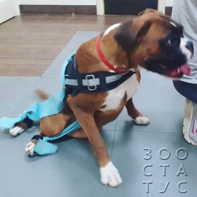 собака  хромает