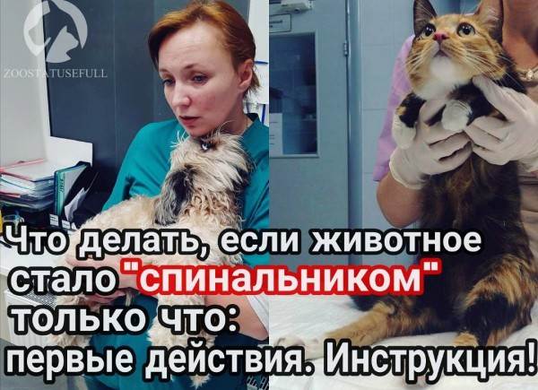 Что делать если у животного отказали задние лапы Фото что