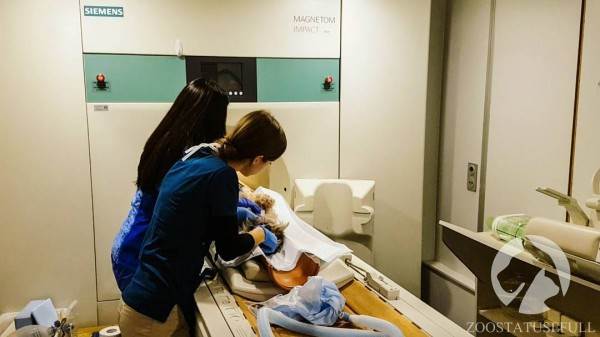 Что делать если у животного отказали задние лапы Фото что