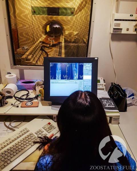 Что делать если у животного отказали задние лапы Фото что