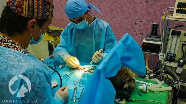 Что делать если у животного отказали задние лапы Фото что