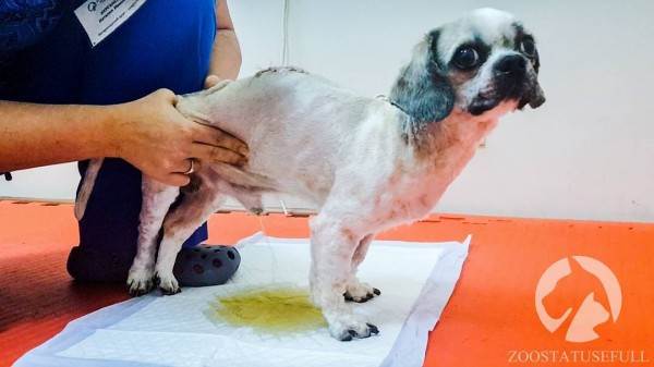 Что делать если у животного отказали задние лапы Фото что