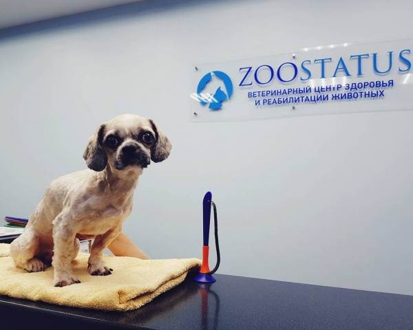 Что делать если у животного отказали задние лапы Фото что