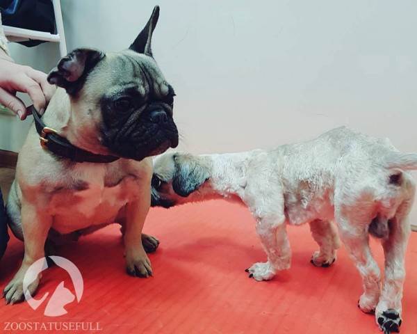 Что делать если у животного отказали задние лапы Фото что