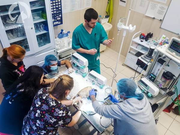 Что делать если у животного отказали задние лапы Фото что