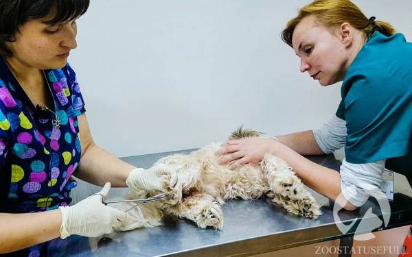 Что делать если у животного отказали задние лапы Фото что