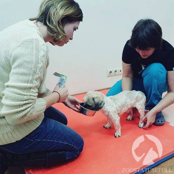 Что делать если у животного отказали задние лапы Фото что