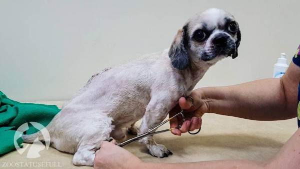 Что делать если у животного отказали задние лапы Фото что