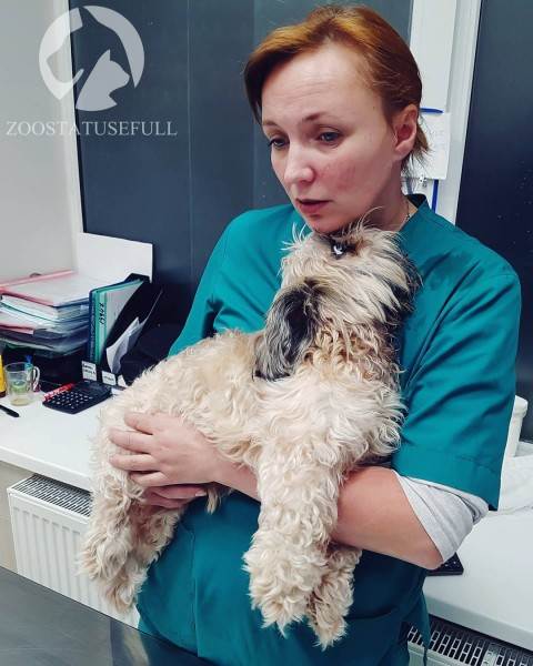 Что делать если у животного отказали задние лапы Фото что