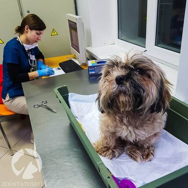 Что делать если у животного отказали задние лапы Фото что