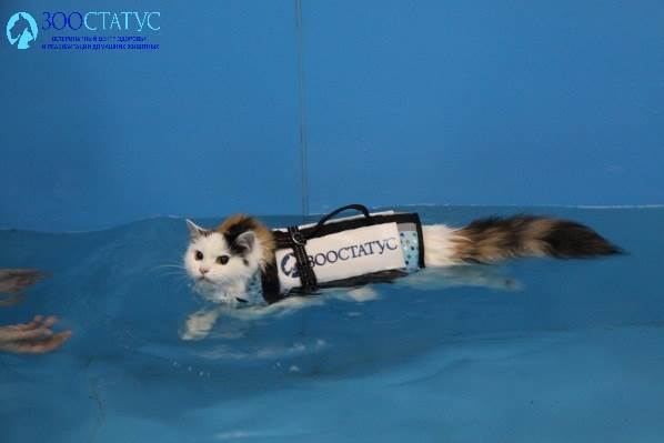 Плавание кошки в бассейне
Фото