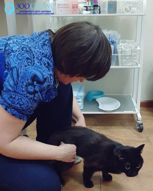 Осмотр кота-спинальника
Фото