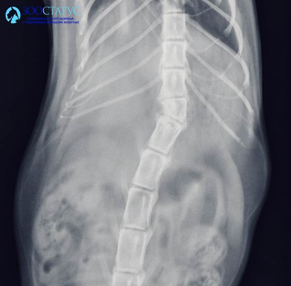 Рентген кота с травмой позвоночника
Фото