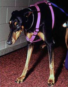 Спондимиелопатия у собак Фото