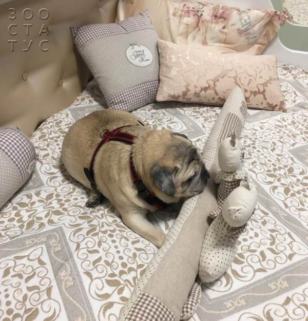 Старая собака Фото пожилая собака