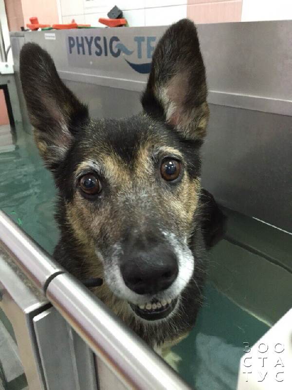 Старая собака Фото пожилая собака