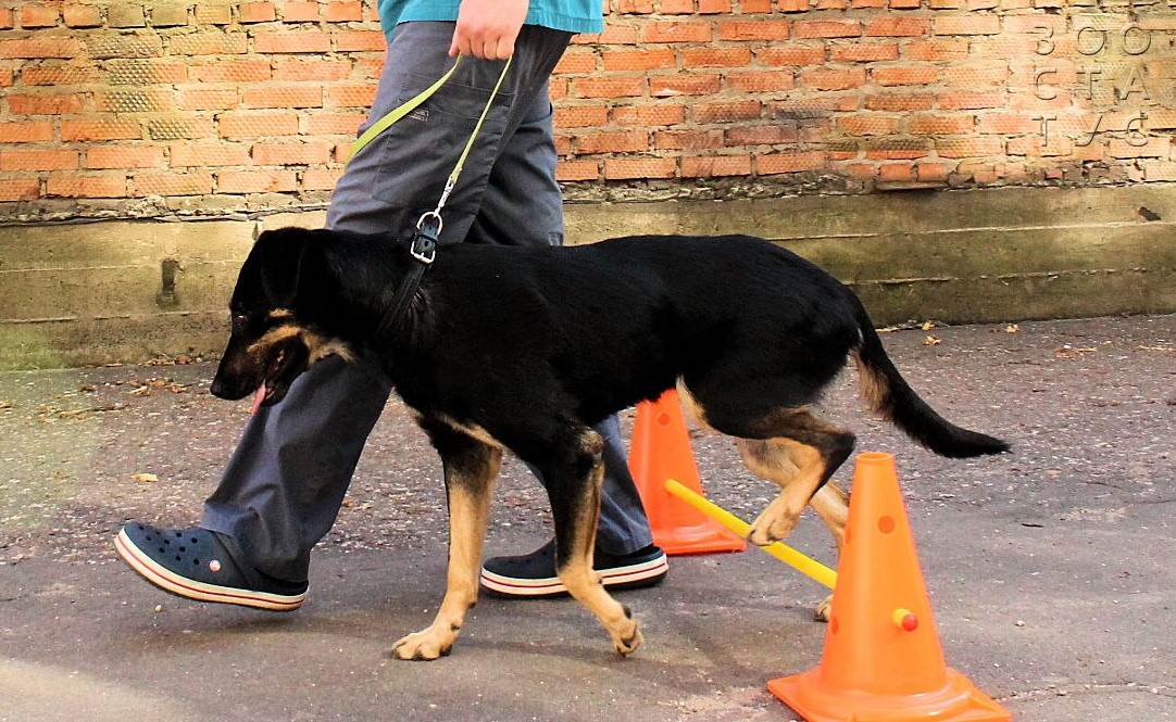 Старая собака Фото пожилая собака