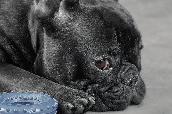 Старая собака Фото пожилая собака