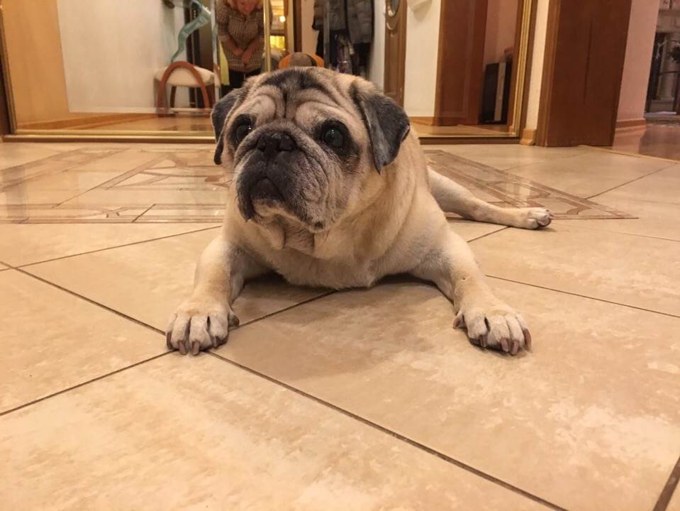 Старая собака Фото пожилая собака