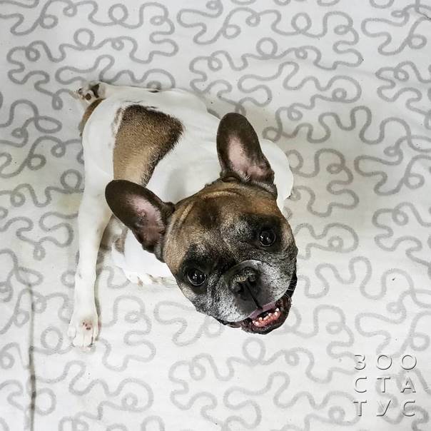 Старая собака Фото пожилая собака