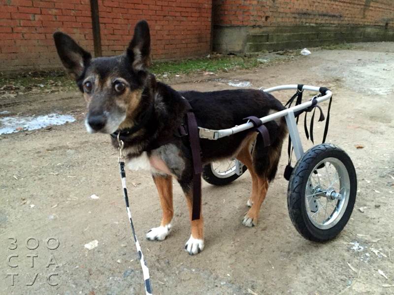 Старая собака Фото пожилая собака