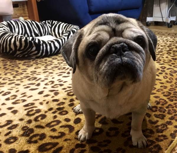 Старая собака Фото пожилая собака