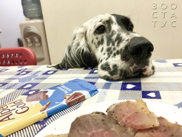 Старая собака Фото пожилая собака