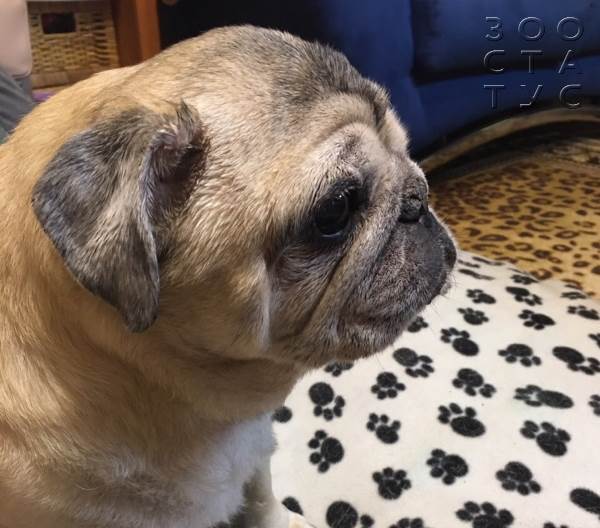 Старая собака Фото пожилая собака