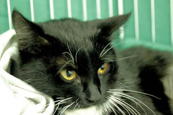 Старая кошкаФото пожилая кошка