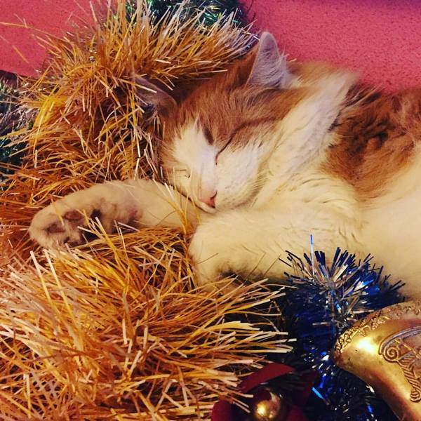 Старая кошкаФото пожилая кошка