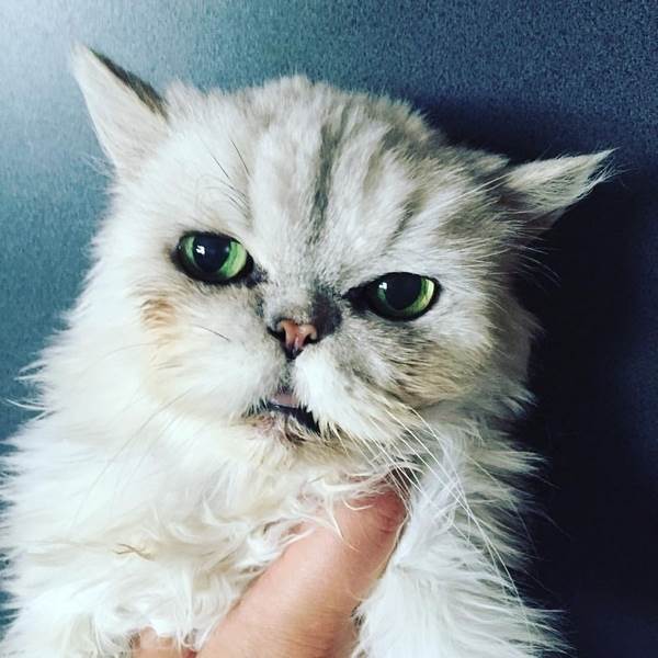 Старая кошкаФото пожилая кошка