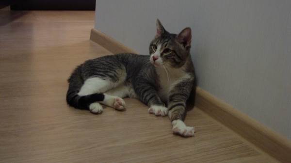 Старая кошкаФото пожилая кошка