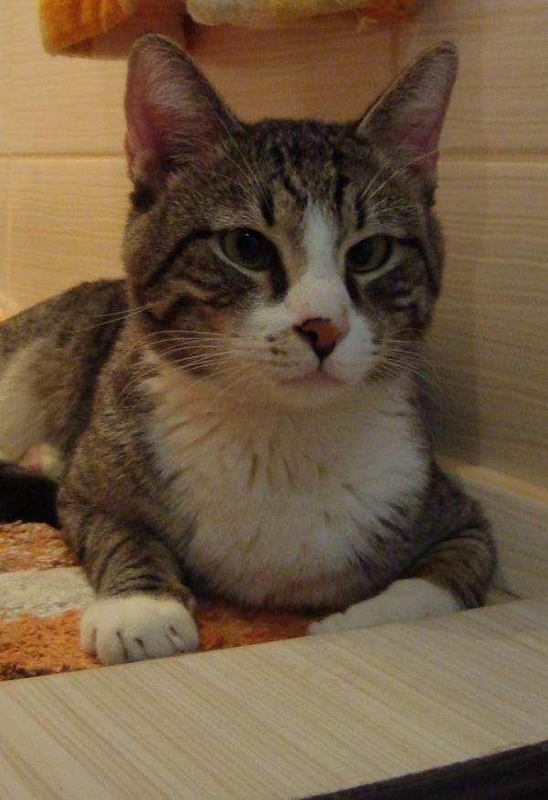 Старая кошкаФото пожилая кошка